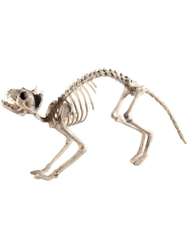 Cat Skeleton Prop Natural